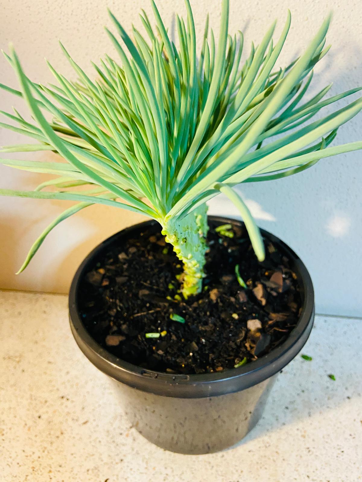 Mermaid Tail : Crested Senecio Talinoides - Narrow Leaf Chalk Stick #602