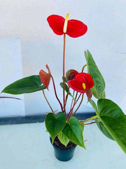 Anthurium Prince of Red