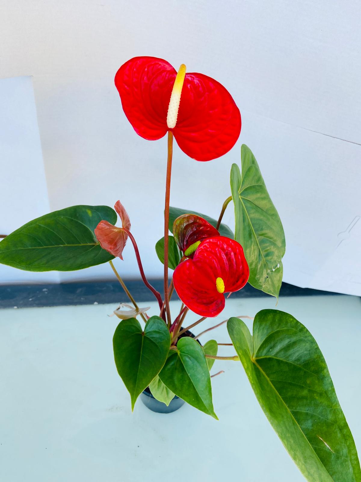 Anthurium Prince of Red