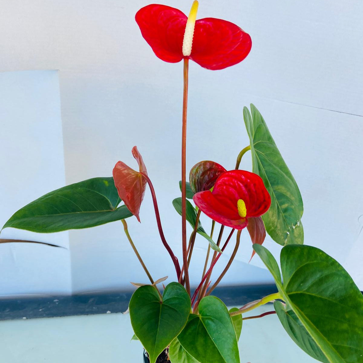 Anthurium Prince of Red