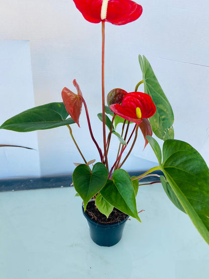 Anthurium Prince of Red