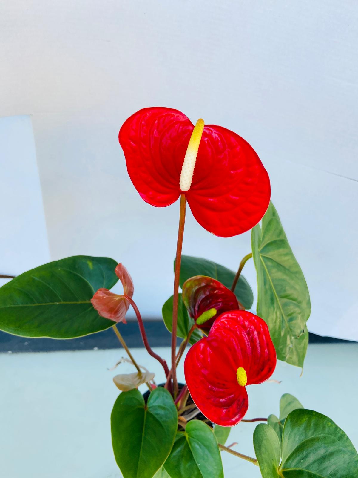 Anthurium Prince of Red