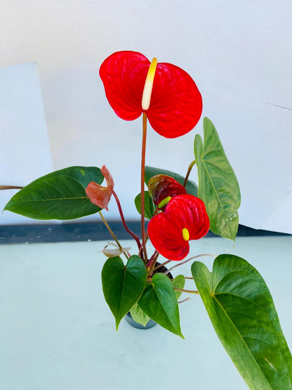 Anthurium Prince of Red