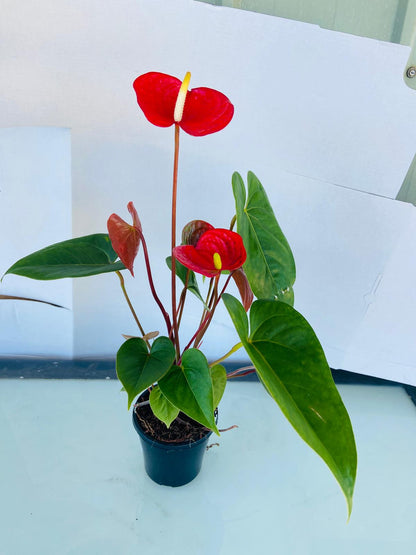 Anthurium Prince of Red