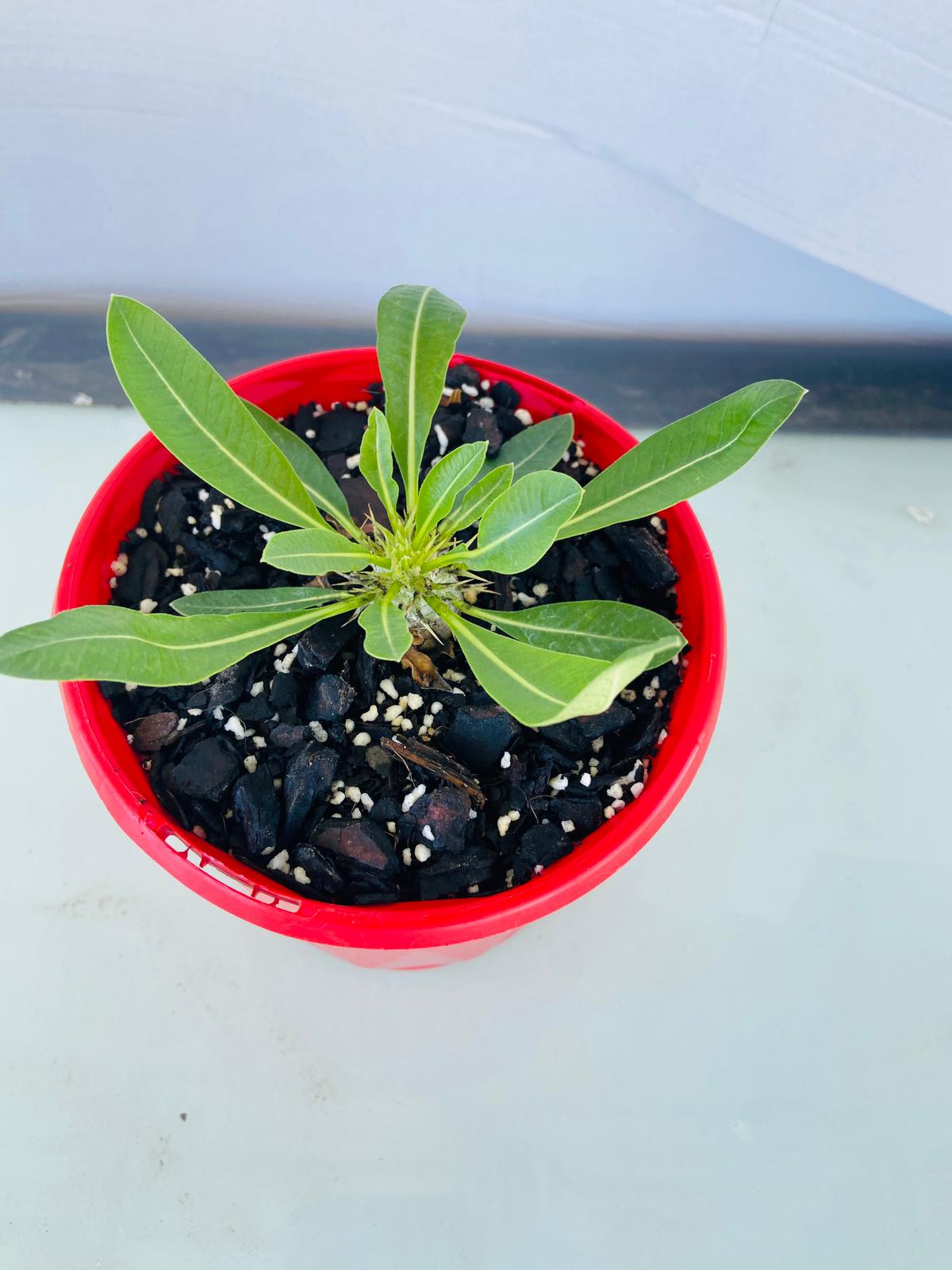 Pachypodium Brevicaule sub Leucoxanthum