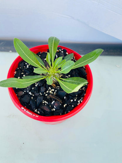 Pachypodium Brevicaule sub Leucoxanthum