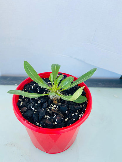 Pachypodium Brevicaule sub Leucoxanthum