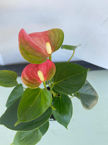 good luck anthurium Anthurium Emma 100mm pot size plant- with pot – Succulents World