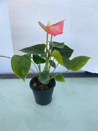 Anthurium Emma – Succulents World