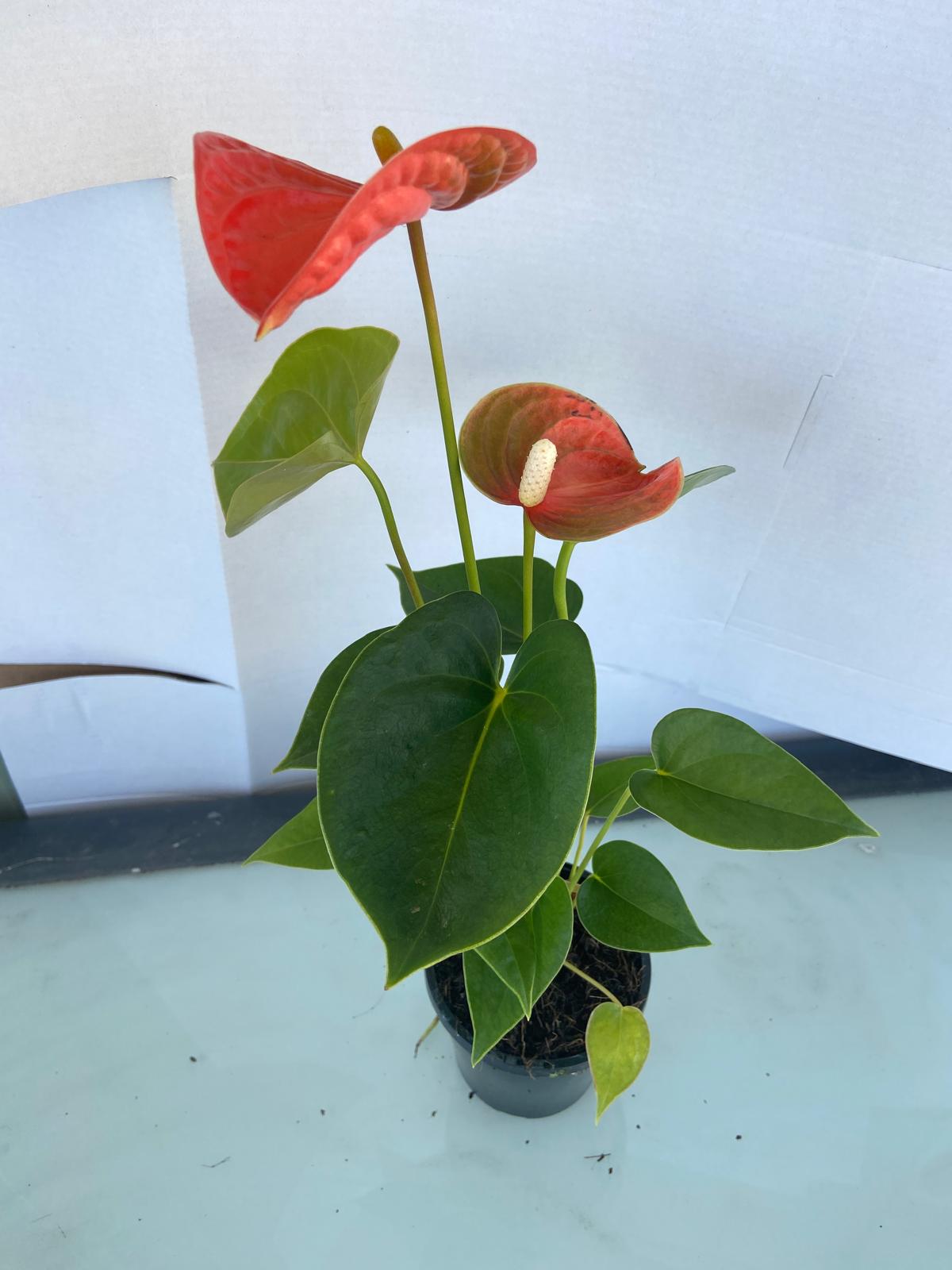 Anthurium Princess Amalia Orange