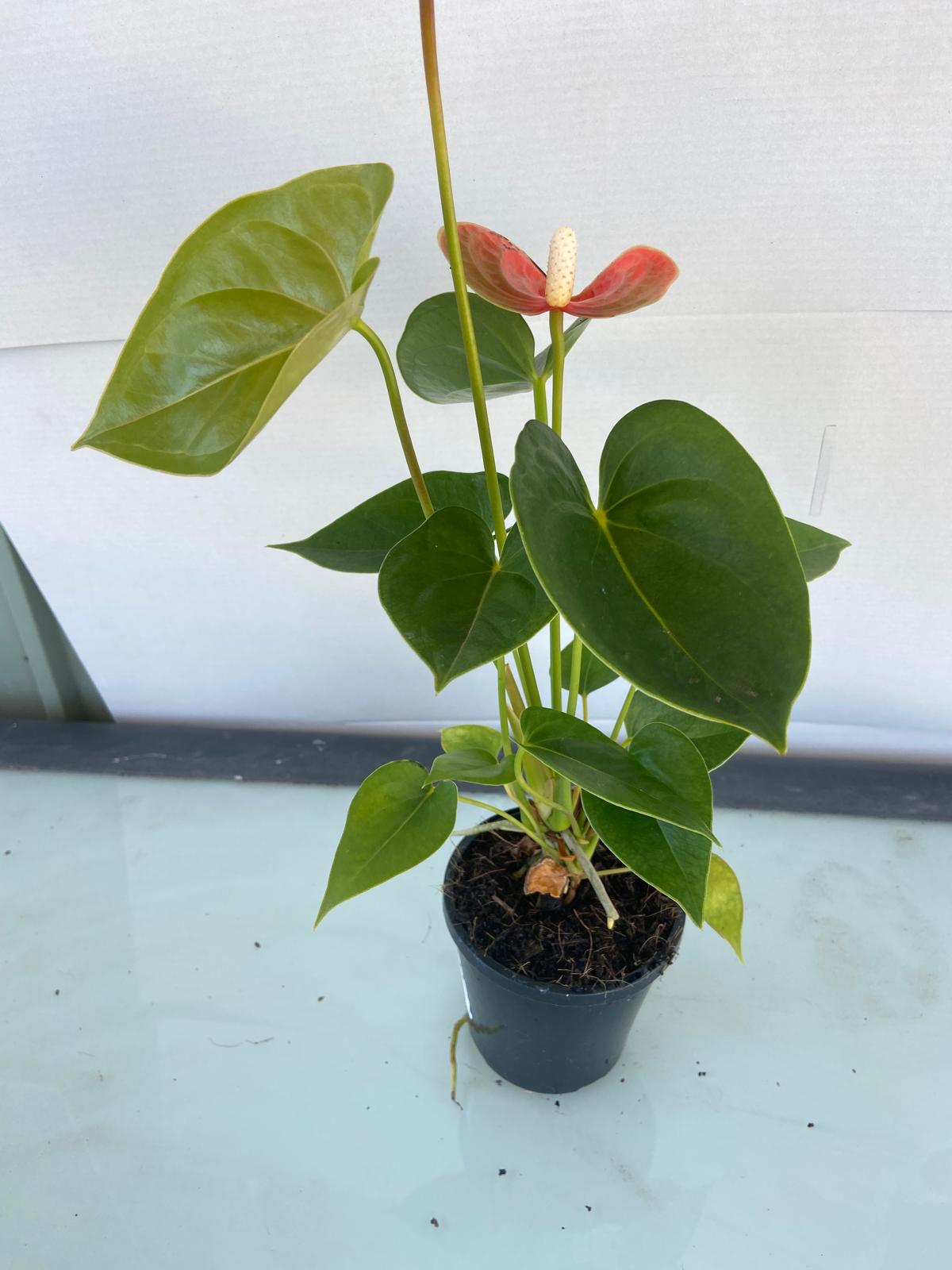 Anthurium Princess Amalia Orange