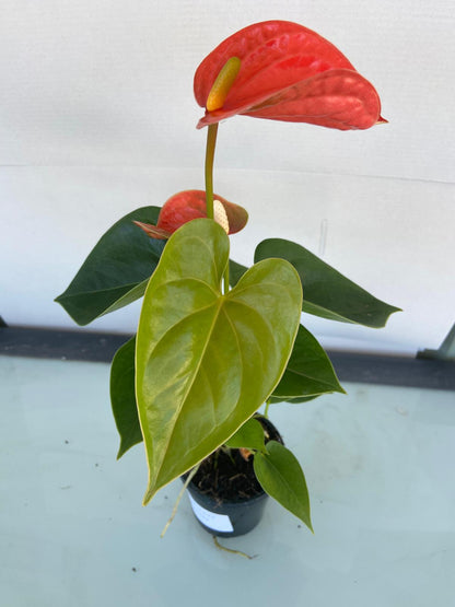 Anthurium Princess Amalia Orange