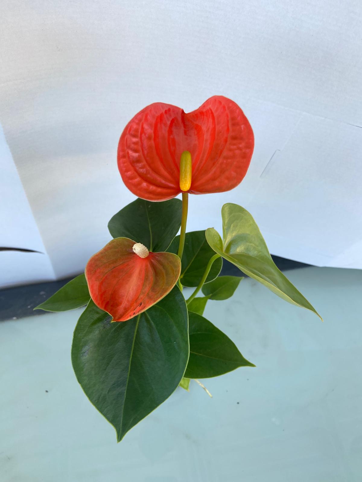 Anthurium Princess Amalia Orange