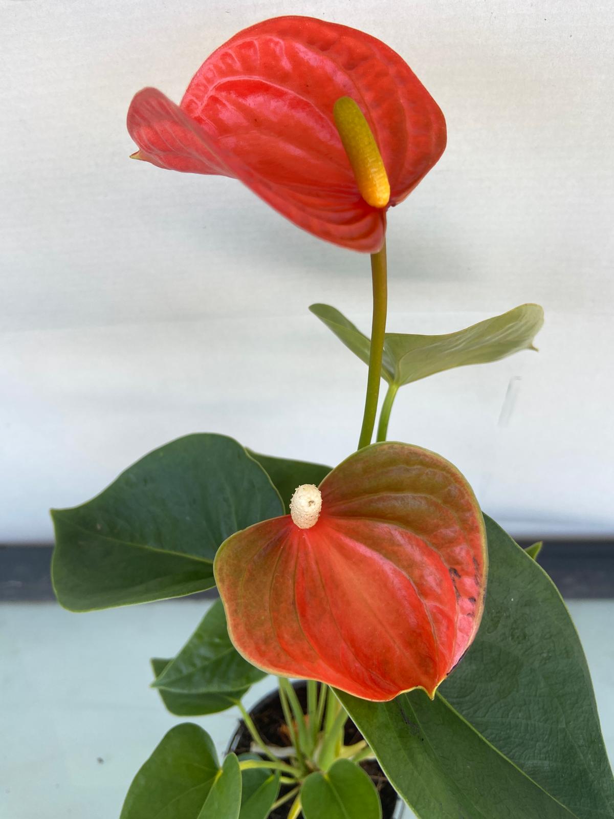 Anthurium Princess Amalia Orange