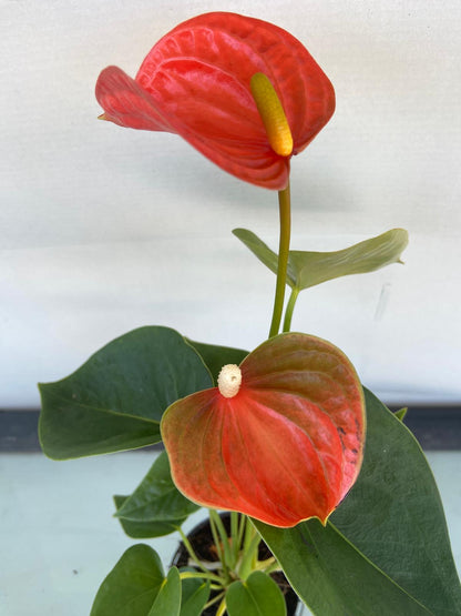 Anthurium Princess Amalia Orange