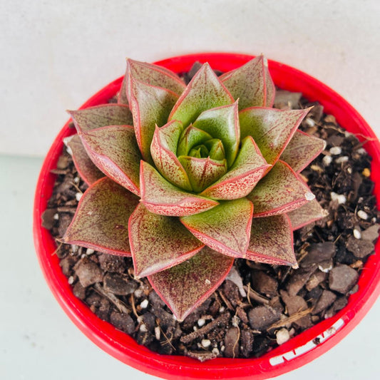 Echeveria Pirpursoum