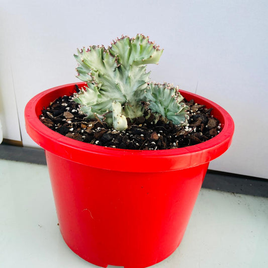 Euphorbia Lactea Crested Variegated