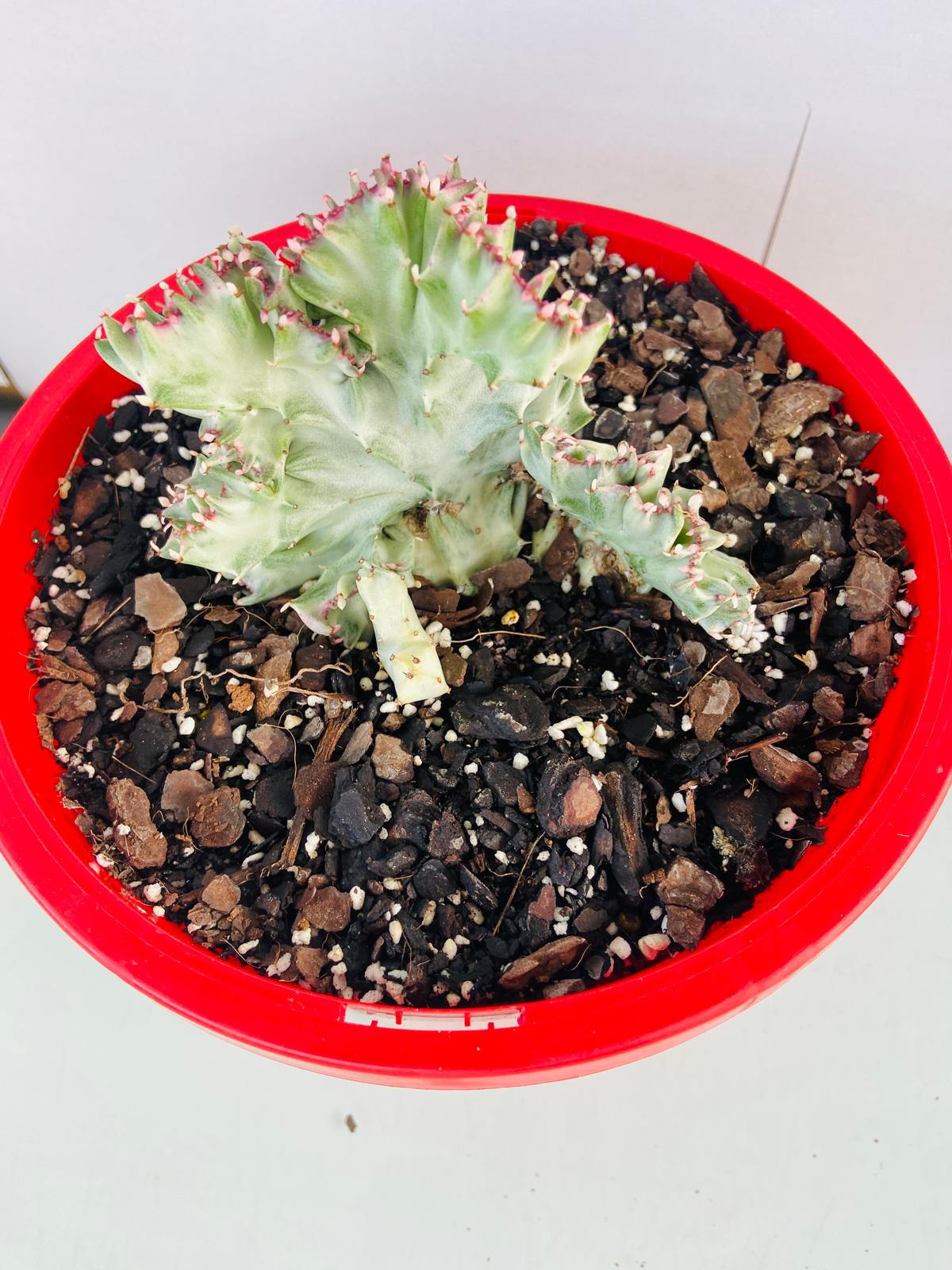 Euphorbia Lactea Crested Variegated