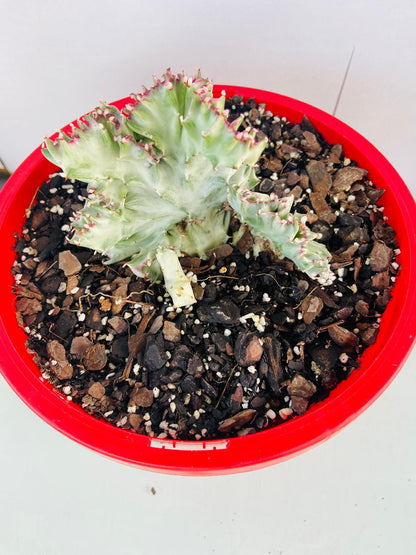 Euphorbia Lactea Crested Variegated