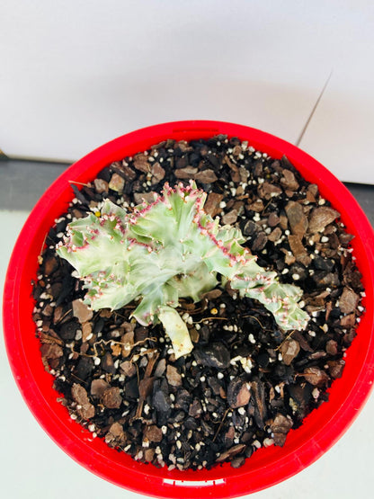 Euphorbia Lactea Crested Variegated