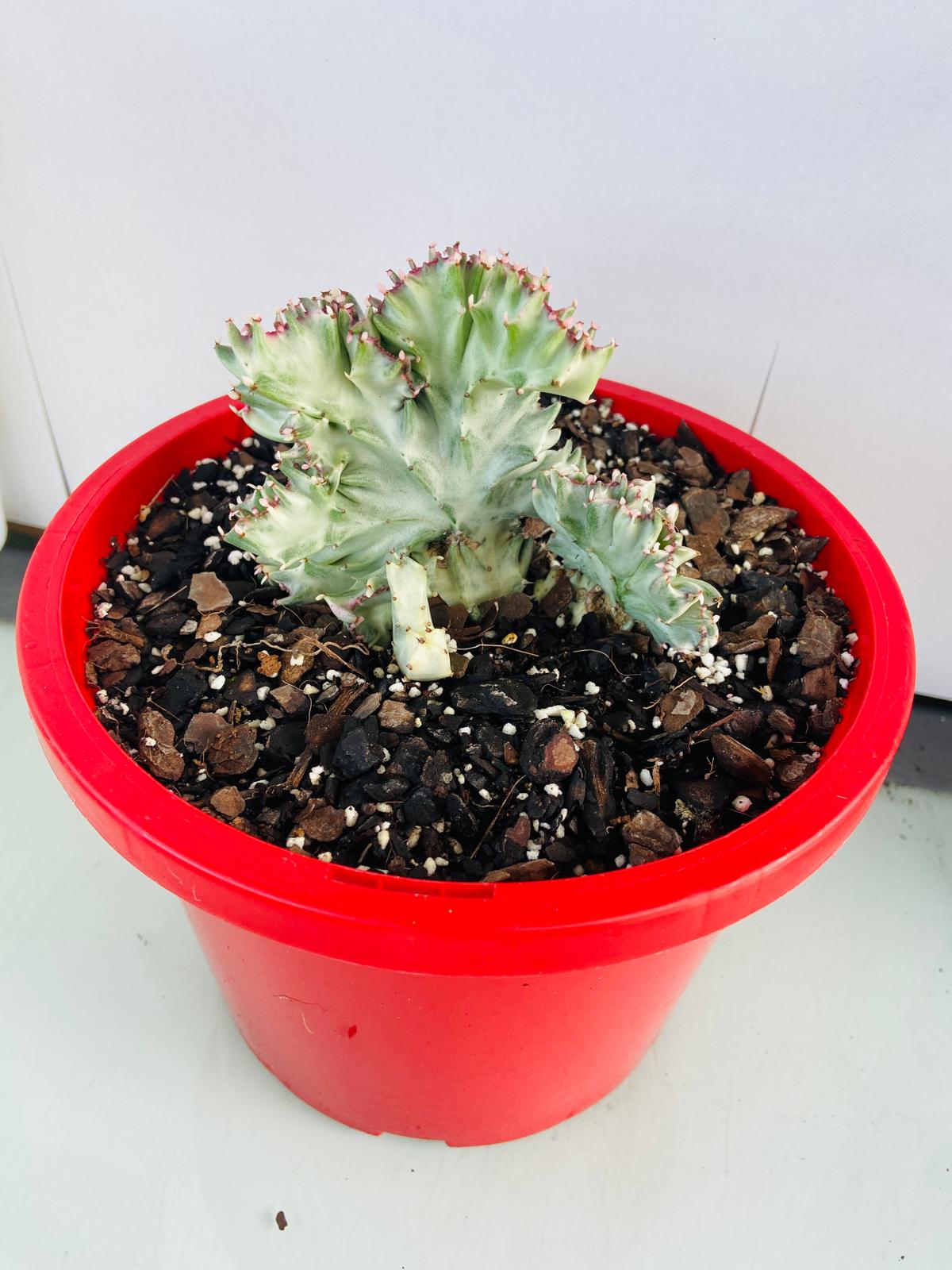 Euphorbia Lactea Crested Variegated