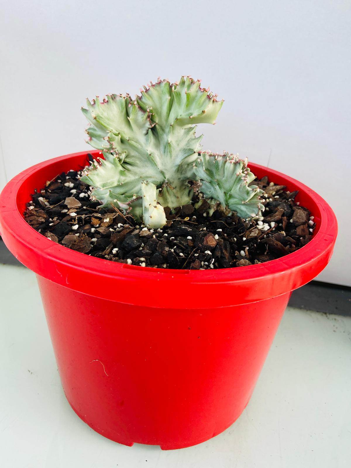 Euphorbia Lactea Crested Variegated