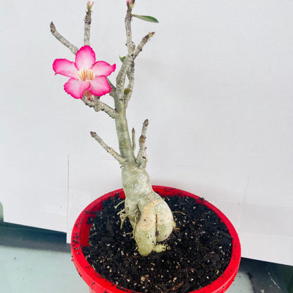 Adenium Obesum - Desert Rose #501