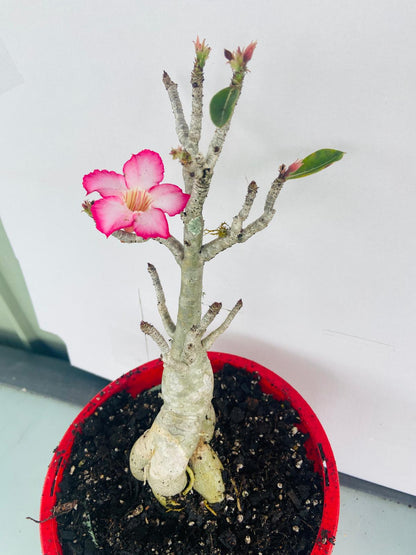 Adenium Obesum - Desert Rose #501