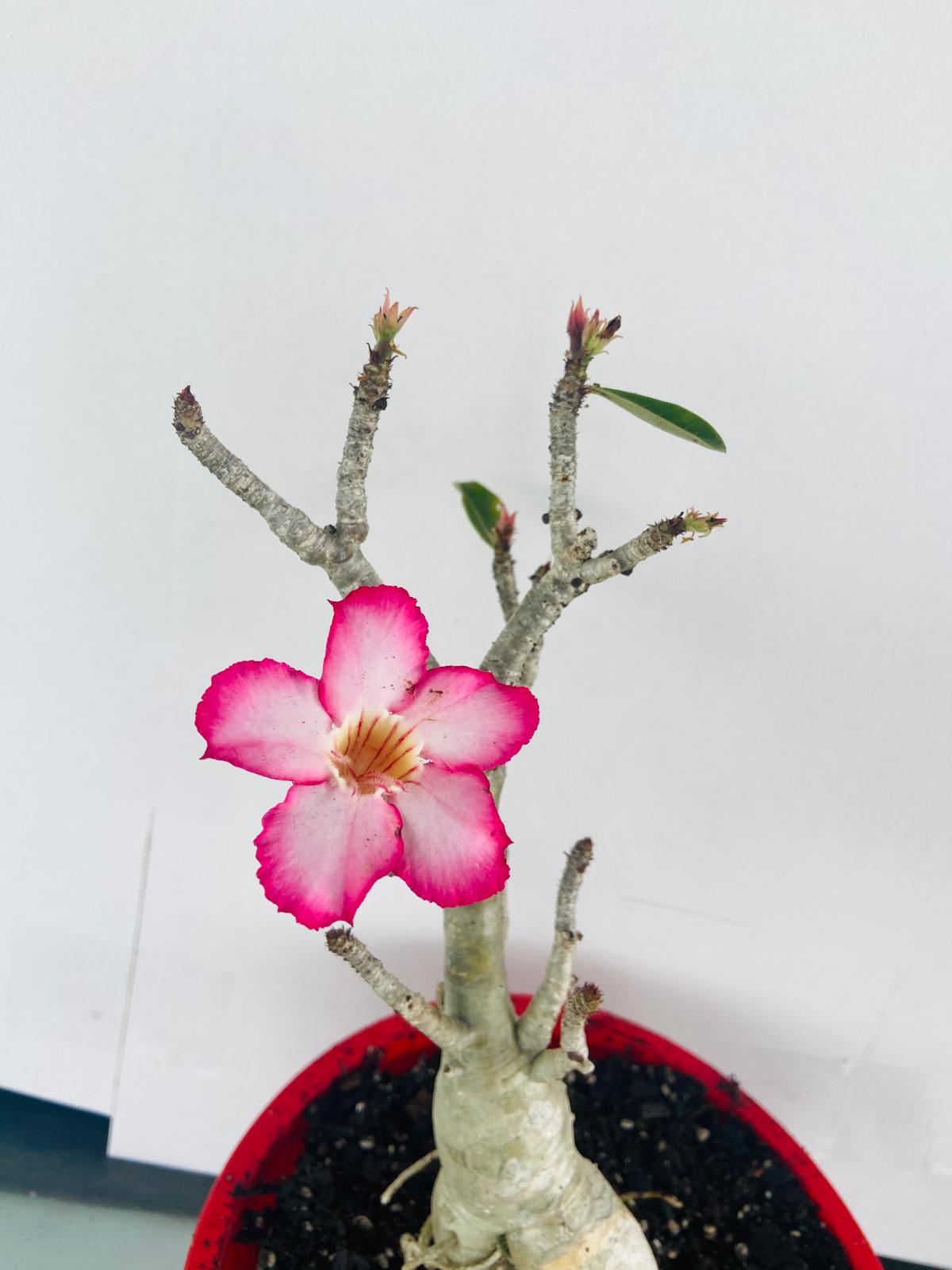 Adenium Obesum - Desert Rose #501