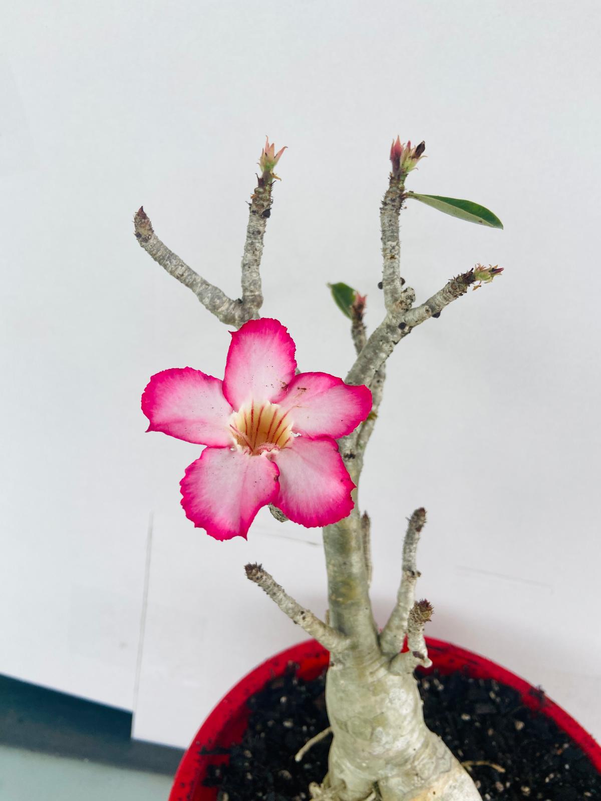 Adenium Obesum - Desert Rose #501