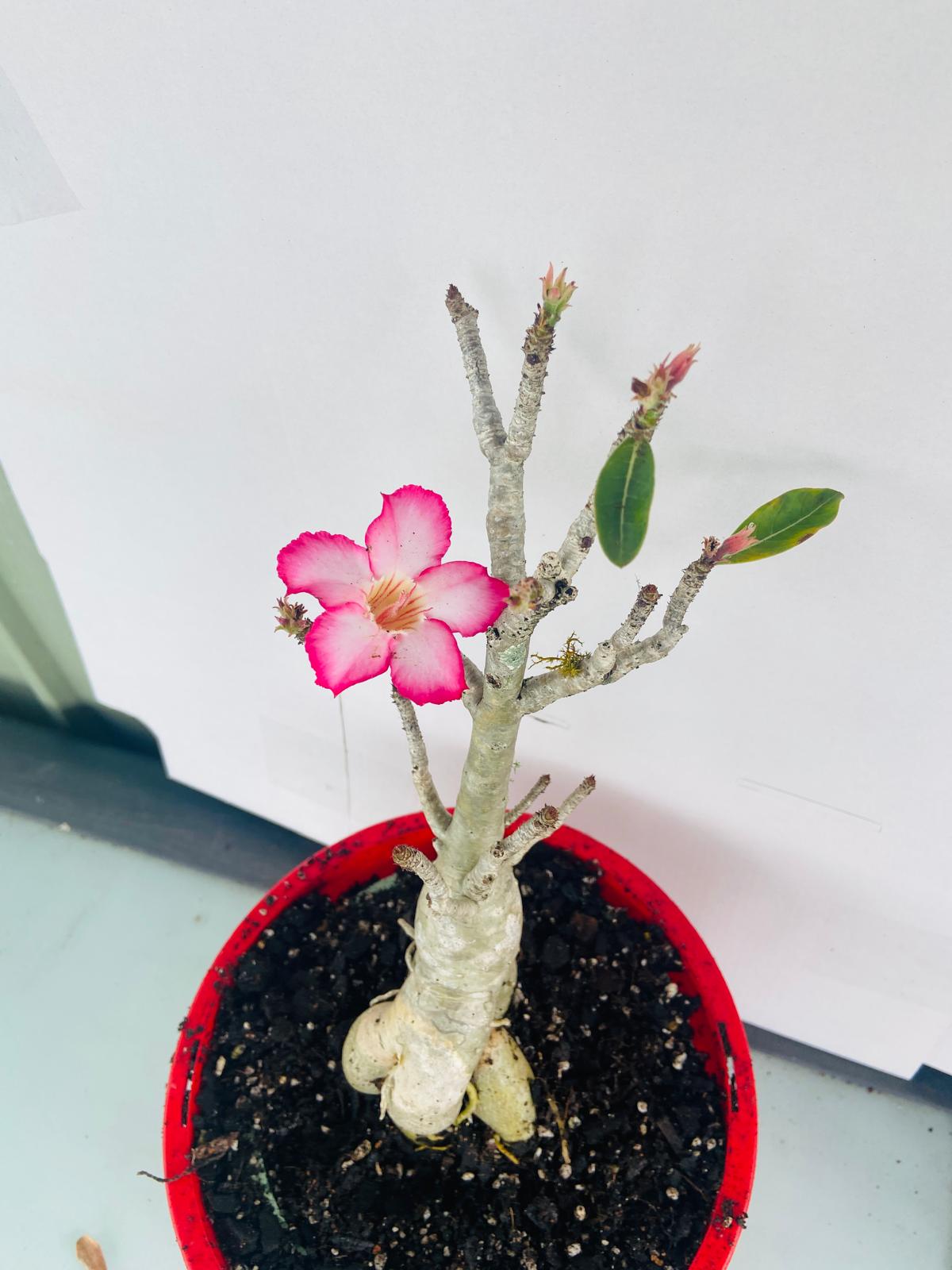 Adenium Obesum - Desert Rose #501