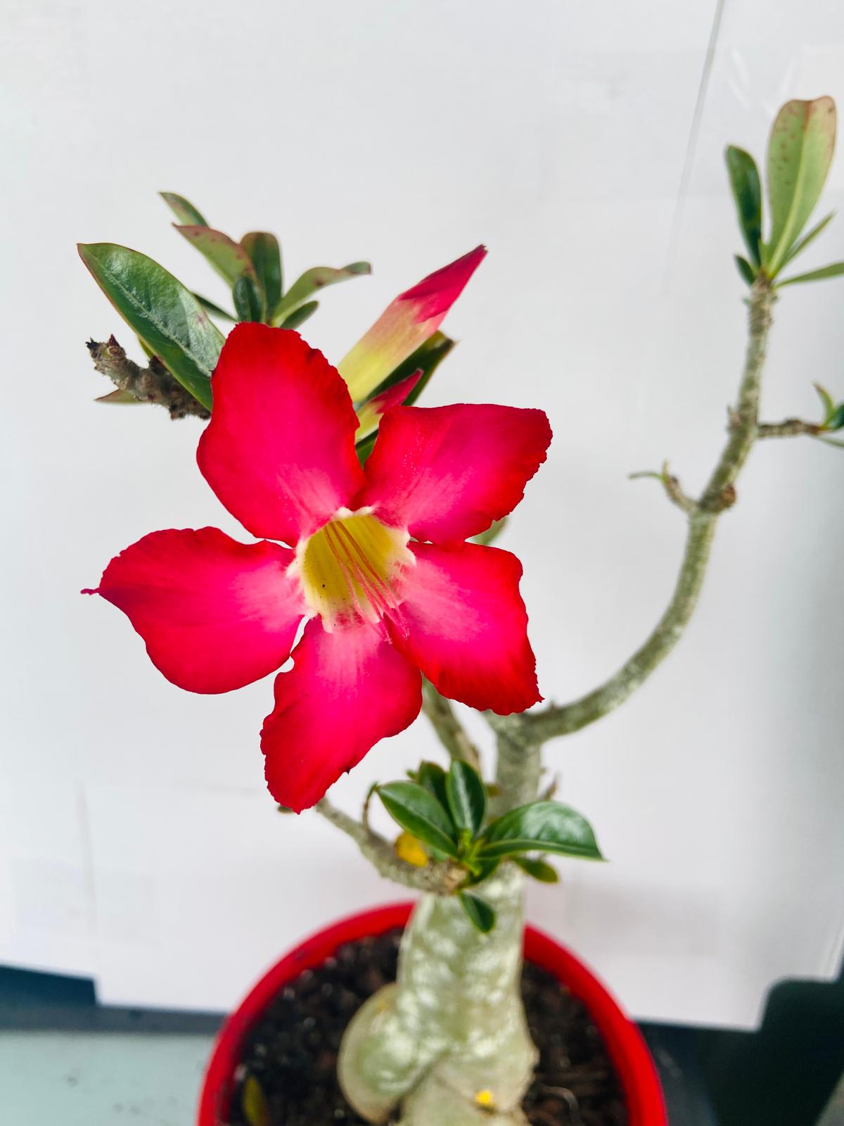 Adenium Obesum - Desert Rose # 502