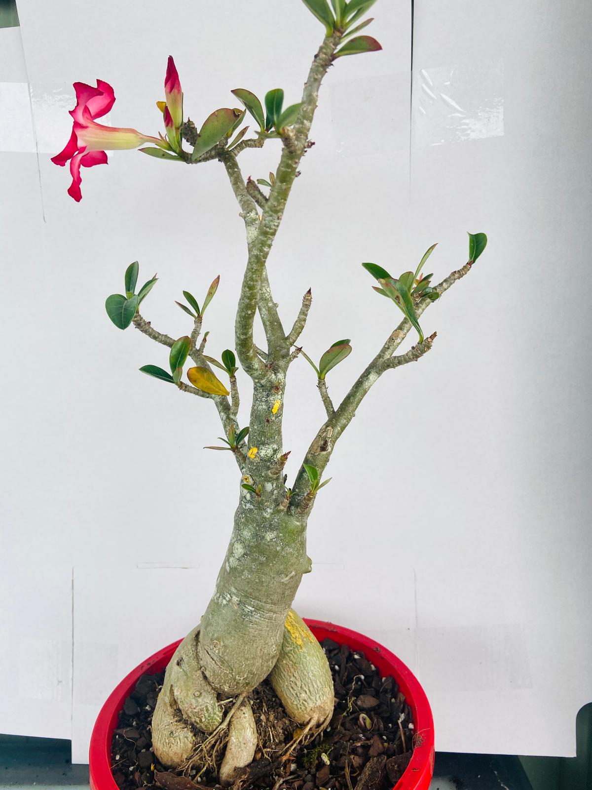 Adenium Obesum - Desert Rose # 502