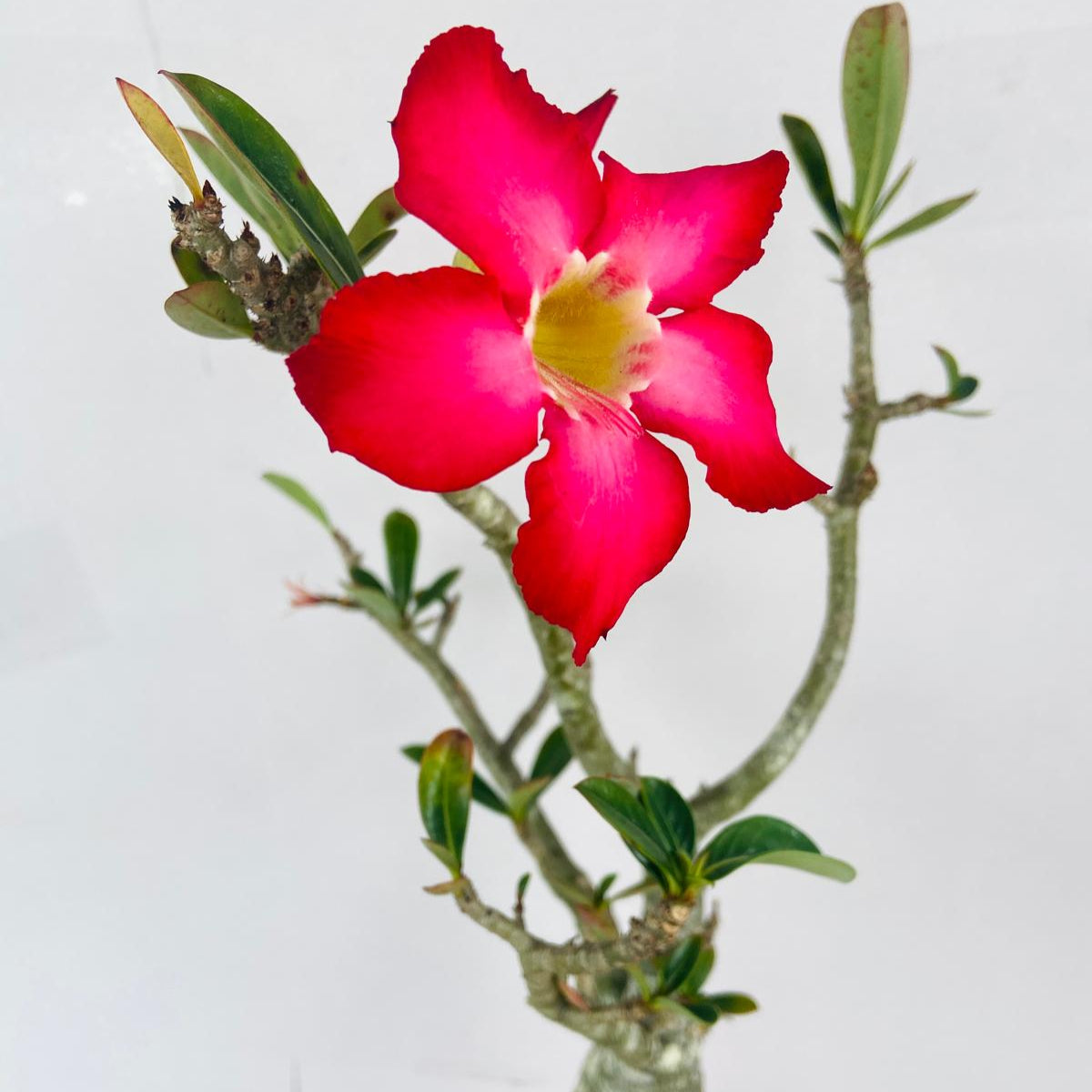 Adenium Obesum - Desert Rose # 502