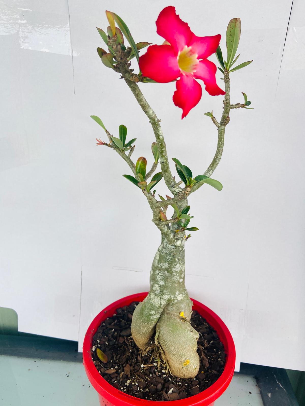 Adenium Obesum - Desert Rose # 502