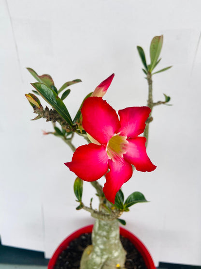 Adenium Obesum - Desert Rose # 502