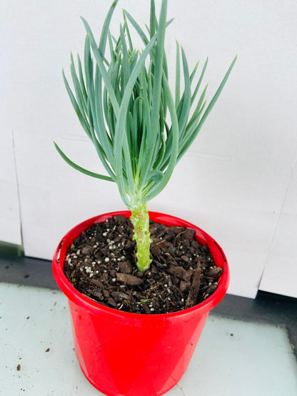 Mermaid Tail : Crested Senecio Talinoides - Narrow Leaf Chalk Stick #103