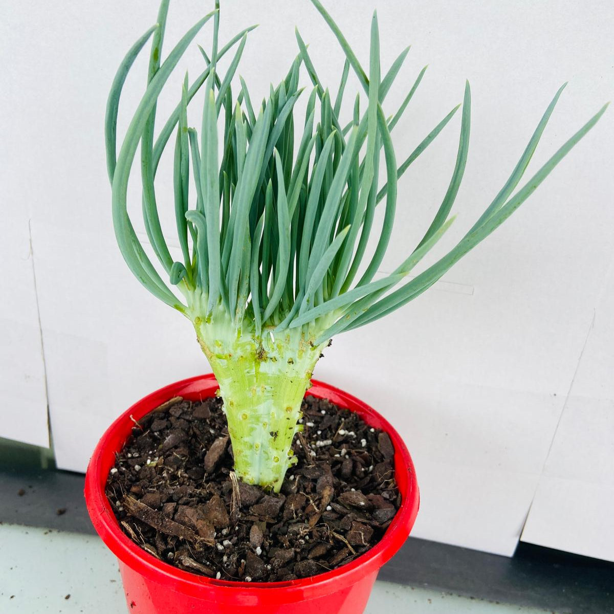 Mermaid Tail : Crested Senecio Talinoides - Narrow Leaf Chalk Stick #103