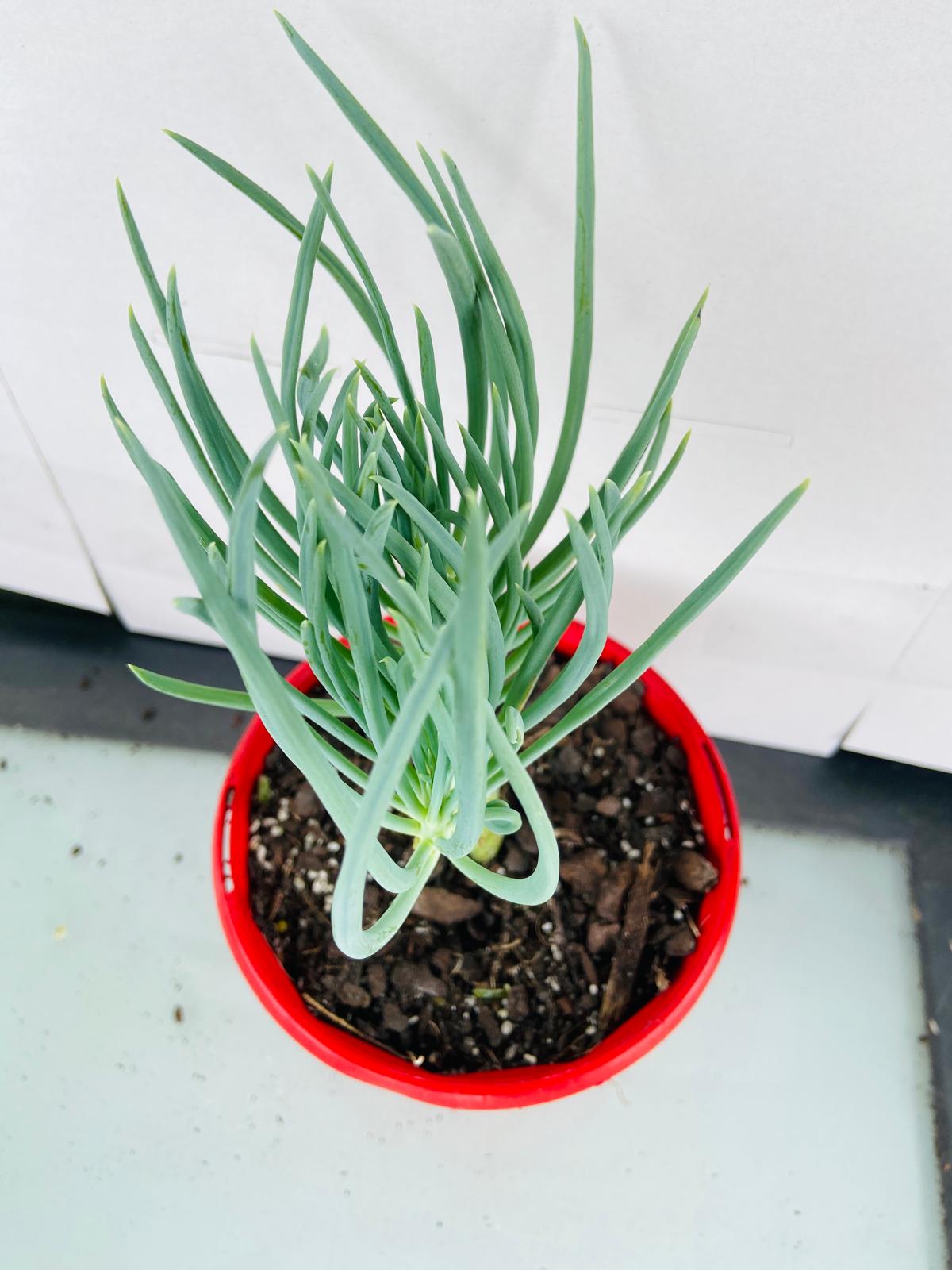 Mermaid Tail : Crested Senecio Talinoides - Narrow Leaf Chalk Stick #103