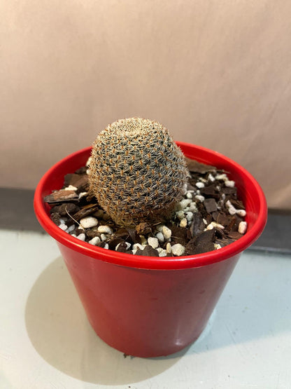 Cacti - Rebutia Heliosa