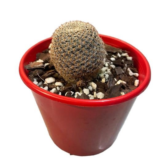 Cacti - Rebutia Heliosa