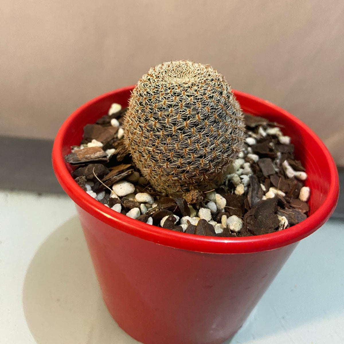 Cacti - Rebutia Heliosa