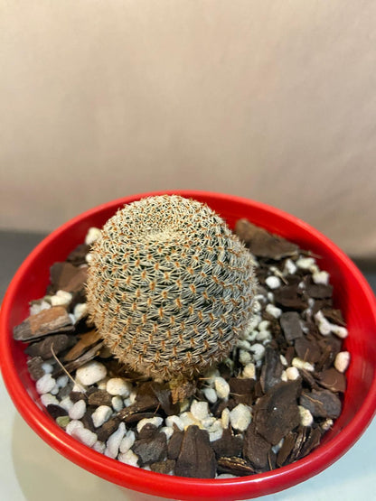 Cacti - Rebutia Heliosa