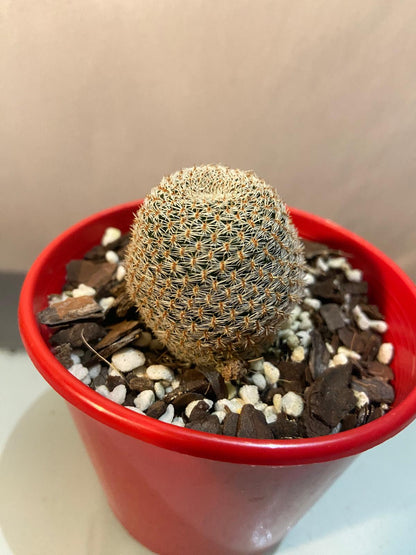 Cacti - Rebutia Heliosa