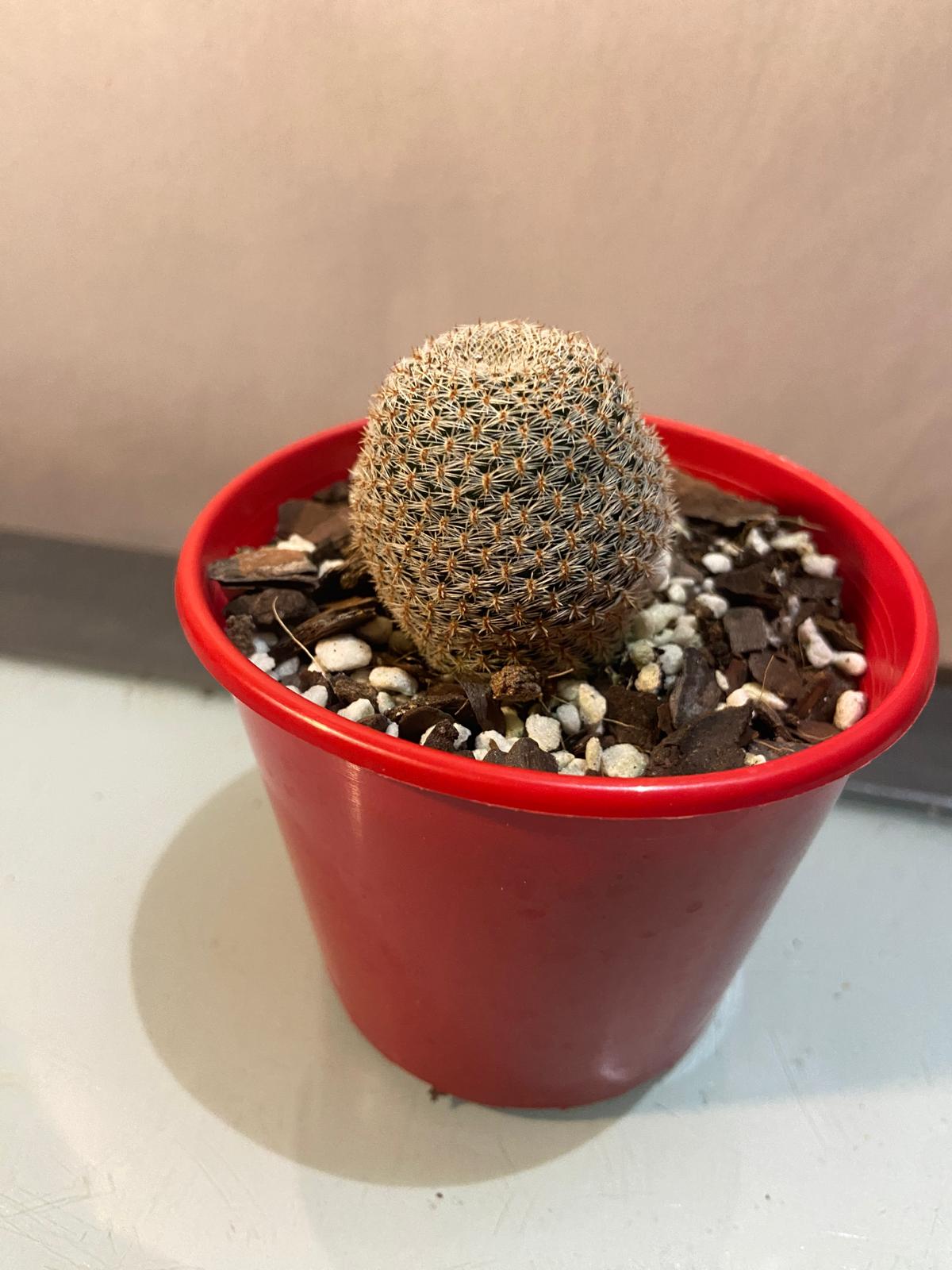 Cacti - Rebutia Heliosa