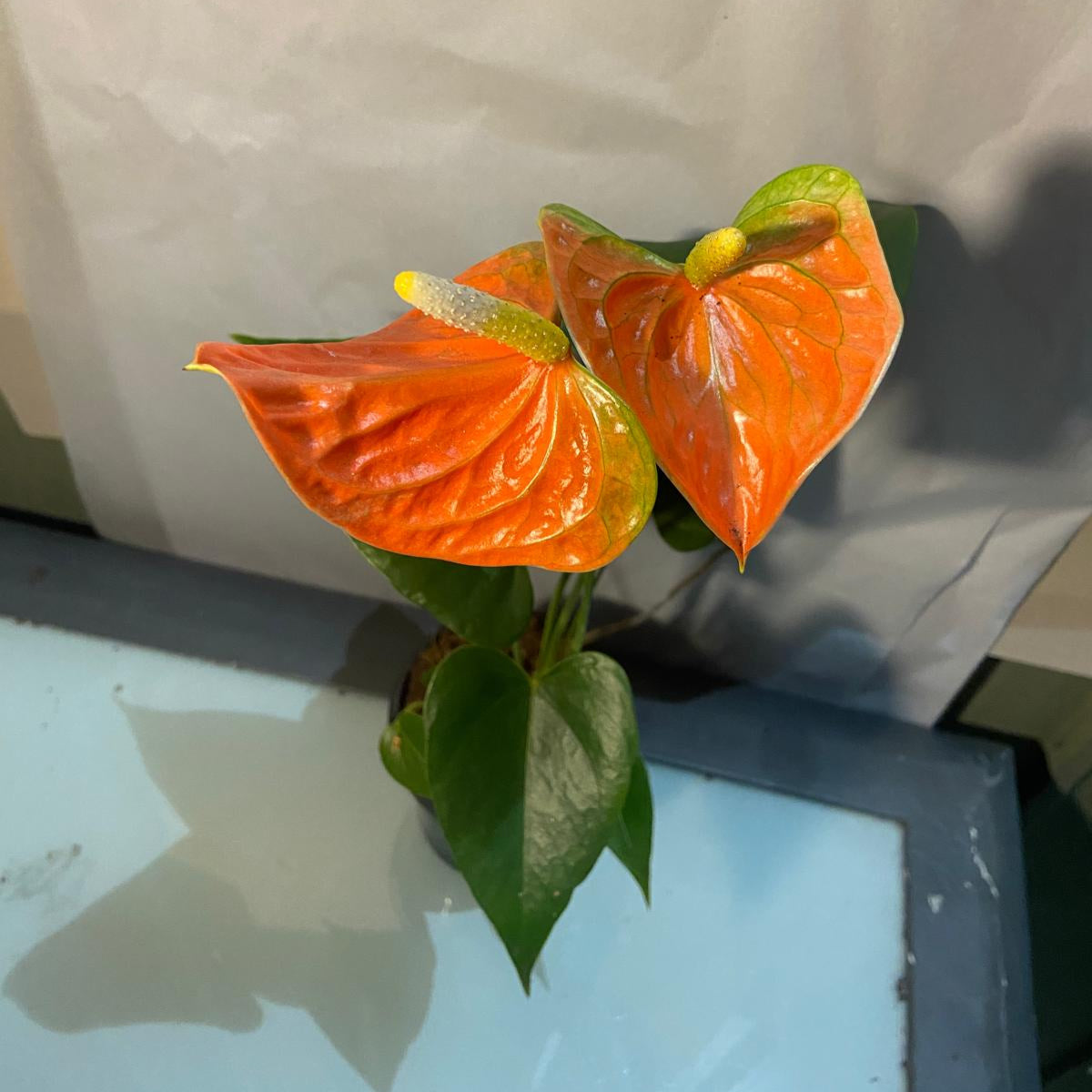 Anthurium Prince of Orange