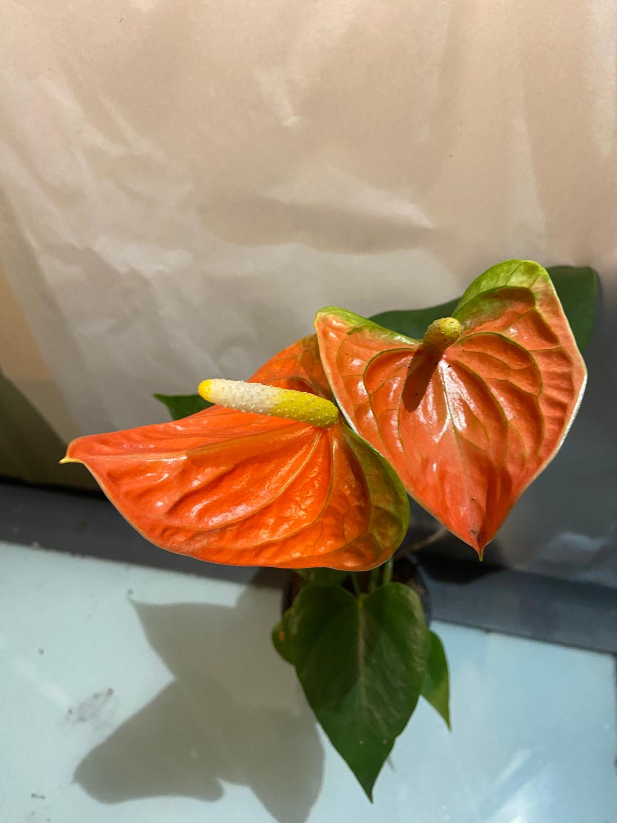 Anthurium Prince of Orange