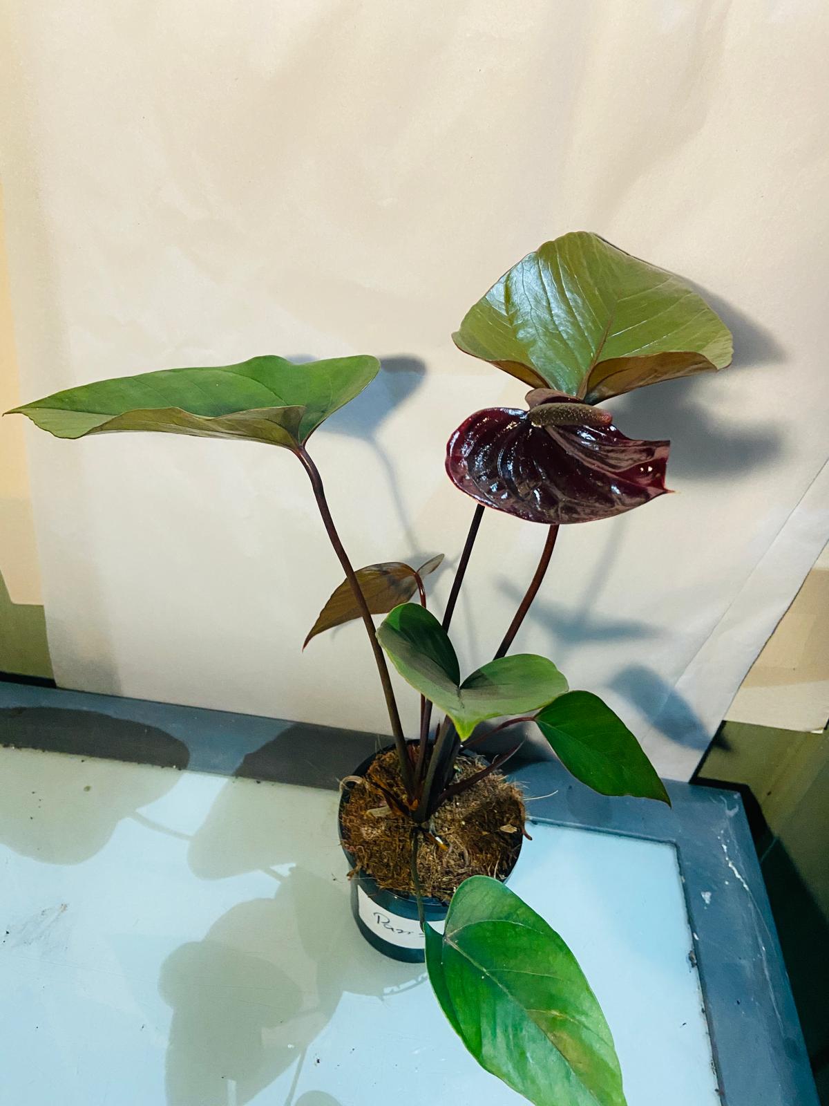 Anthurium Paris Black