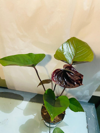 Anthurium Paris Black