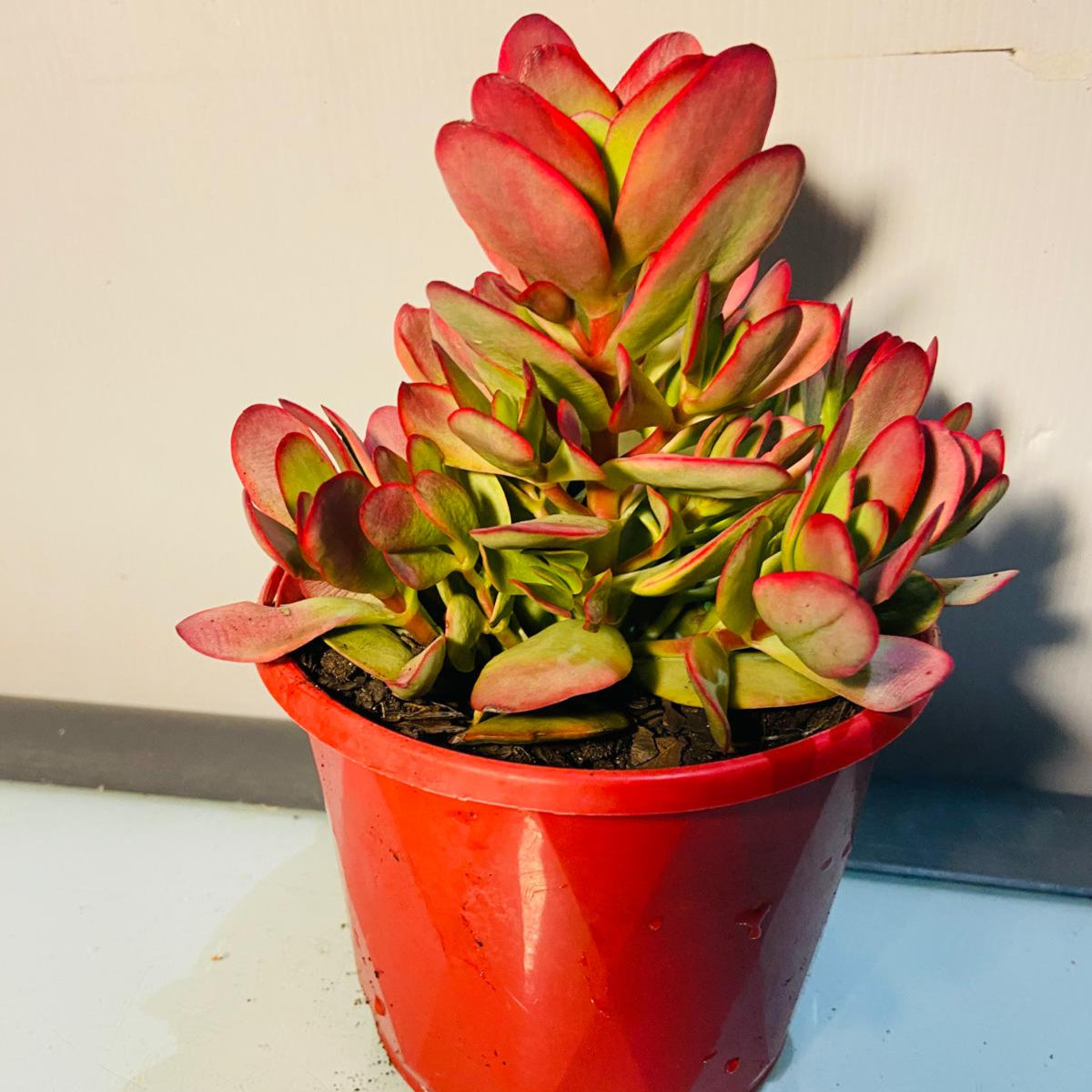 Crassula Platyphylla Variegata